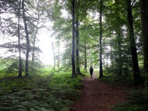 Fougeres forest